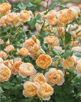 Exclusive rose offer for GMG members image