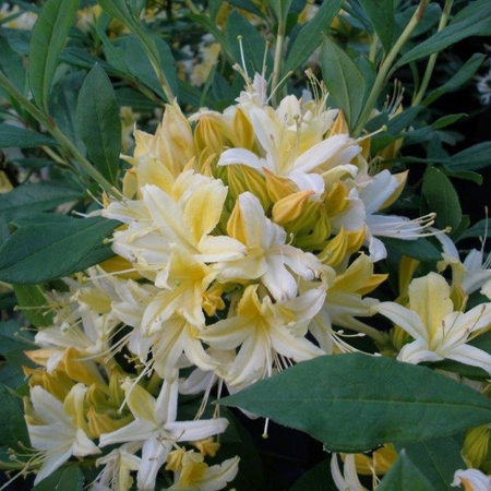 New late-flowering azaleas image