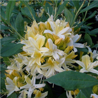 New late-flowering azaleas